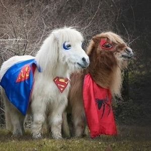 Meet your Posher, Grace